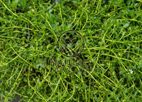 Bacopa Monnieri Extract Powder Natures Prime Crop