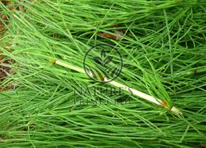 Horsetail