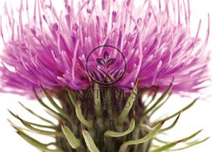 Milk thistle extract