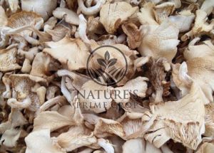 Oyster mushroom powder