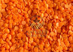 Red Split Lentil