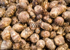 Arrowroot